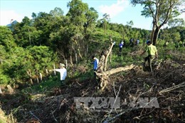 Môt doanh nghiệp bị phạt 100 triệu đồng vì hủy hoại rừng đặc dụng 